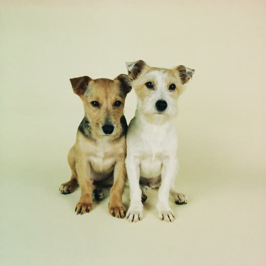 Dogs from the same household sharing a kennel