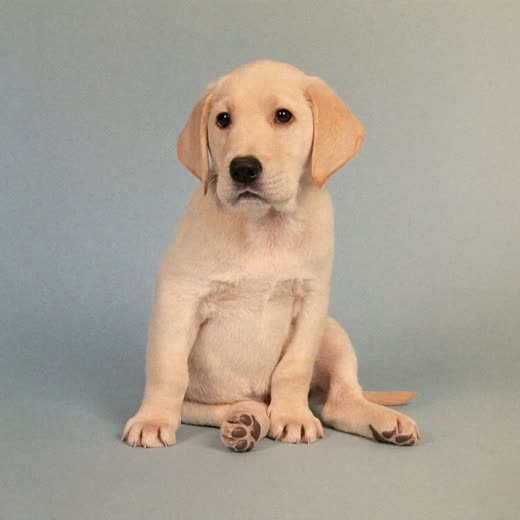 A young dog on a short first stay